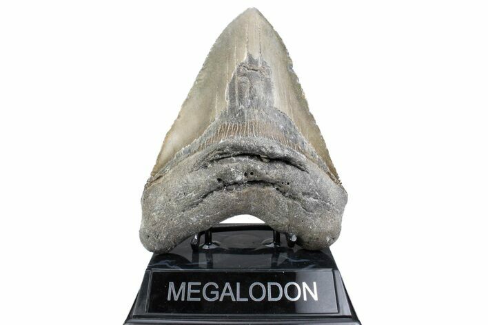 Huge, Fossil Megalodon Tooth - North Carolina #381352